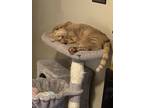 Adopt Cheto a Orange or Red Tabby Domestic Shorthair / Mixed (short coat) cat in