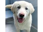 Adopt Marshall -- Bonded Buddy With Tucker a Great Pyrenees / Mixed dog in Des