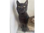 Adopt PHIL a All Black Domestic Shorthair (short coat) cat in Lower Lake