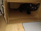 Adopt Azrael (Lord of boxes) a Black (Mostly) American Shorthair / Mixed (short