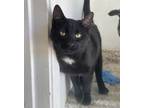 Adopt WILLIE a All Black Domestic Shorthair (short coat) cat in Lower Lake
