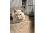 Adopt Opie a Cream or Ivory (Mostly) Siamese / Mixed (short coat) cat in