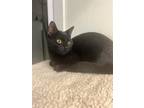 Adopt Rocky a All Black Domestic Shorthair / Mixed (short coat) cat in DuQuoin
