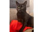 Adopt Ninja a Black (Mostly) American Shorthair / Mixed (short coat) cat in