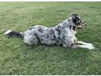 Adopt Juno a Merle Australian Shepherd / Mixed dog in La Habra, CA (41444833)