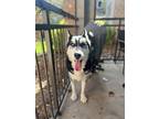 Adopt Hunter a Black - with White Husky / Mixed dog in Thornton, CO (41444831)