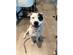 Adopt Ravioli a American Pit Bull Terrier / Mixed dog in Austin, TX (41444828)