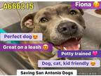 Adopt Fiona a Gray/Blue/Silver/Salt & Pepper American Pit Bull Terrier / Mixed