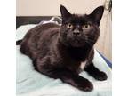 Adopt Onyx a Domestic Shorthair / Mixed cat in Nanaimo, BC (41444827)