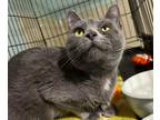 Adopt Lady Gray a Gray or Blue Domestic Shorthair / Mixed Breed (Medium) / Mixed