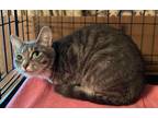 Adopt Lucy a Gray or Blue Domestic Shorthair / Mixed Breed (Medium) / Mixed