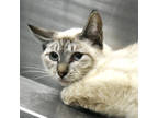 Adopt Sudachi a White Siamese / Mixed Breed (Medium) / Mixed (short coat) cat in