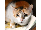 Adopt Phora a Orange or Red Domestic Shorthair / Domestic Shorthair / Mixed cat