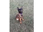 Adopt Envy a Tan/Yellow/Fawn - with Black Belgian Malinois / Mixed dog in