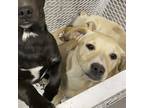 Adopt Darwin a Tan/Yellow/Fawn Basset Hound / Dachshund / Mixed dog in
