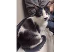 Adopt Bing a Black & White or Tuxedo Domestic Shorthair (short coat) cat in