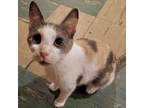 Adopt Mina a White Domestic Shorthair / Mixed Breed (Medium) / Mixed (short