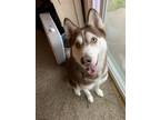 Adopt Ranger a Red/Golden/Orange/Chestnut - with White Husky / Mixed dog in