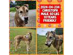 Adopt 2024-04-234 *Christoph* a German Shepherd Dog / Mixed dog in Winder