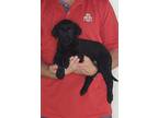 Adopt Sweetie a Black Labradoodle / Golden Retriever / Mixed dog in South