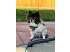 Adopt Holly a Gray/Blue/Silver/Salt & Pepper Pomeranian dog in Boulder