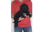 Adopt Sophie a Black Labradoodle / Golden Retriever / Mixed dog in South Euclid