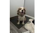 Adopt Tommy a White - with Tan, Yellow or Fawn Cocker Spaniel / Mixed dog in