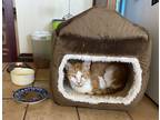 Adopt Scruffy a Orange or Red Domestic Shorthair / Mixed (short coat) cat in