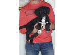Adopt Gunner a Black - with White Bernedoodle / Miniature Poodle / Mixed dog in