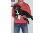 Adopt Harry a Black - with White Bernedoodle / Miniature Poodle / Mixed dog in