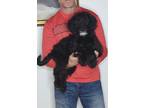 Adopt Hercules a Black - with White Bernedoodle / Miniature Poodle / Mixed dog