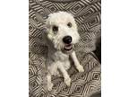 Adopt Moses a White - with Tan, Yellow or Fawn Goldendoodle / Mixed dog in