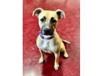 Adopt Gracie a Tan/Yellow/Fawn - with Black Pit Bull Terrier / Mixed dog in