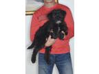 Adopt Hope a Black - with White Bernedoodle / Miniature Poodle / Mixed dog in