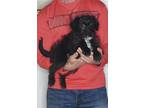 Adopt Hazel a Black - with White Bernedoodle / Miniature Poodle / Mixed dog in