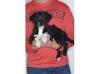 Adopt Gracie a Black - with White Bernedoodle / Miniature Poodle / Mixed dog in