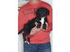 Adopt Gabby a Black - with White Bernedoodle / Miniature Poodle / Mixed dog in