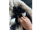 Adopt Tux Green a All Black Domestic Shorthair (short coat) cat in Twin Falls