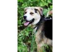 Adopt Dodger a Black - with Tan, Yellow or Fawn German Shepherd Dog / Rottweiler