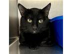 Adopt Marcus a All Black Domestic Shorthair / Mixed cat in Oakland