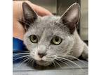 Adopt Siren a Domestic Shorthair / Mixed cat in Oakland, CA (41444501)