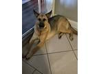 Adopt Luke a Black - with Tan, Yellow or Fawn German Shepherd Dog / Mixed dog in