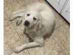 Adopt Cowboy HTX a White Great Pyrenees dog in Statewide, TX (41444656)