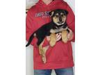 Adopt Zoey a Black - with Tan, Yellow or Fawn German Shepherd Dog / Rottweiler /