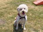 Adopt DAPHNE a White Poodle (Miniature) / Mixed dog in Tustin, CA (41444640)