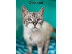 Adopt Coconut - Center a Cream or Ivory (Mostly) Domestic Mediumhair / Mixed