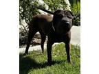 Adopt Pepper* a Shar Pei / Mixed dog in Pomona, CA (41355959)