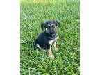 Adopt Athena a Black - with Tan, Yellow or Fawn German Shepherd Dog / Mixed dog