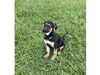 Adopt Apollo a Black - with Tan, Yellow or Fawn German Shepherd Dog / Mixed dog