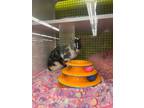 Adopt Clawdia a Calico or Dilute Calico Domestic Shorthair cat in New York